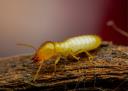 Awesome Alpharetta Termite Removal Experts logo